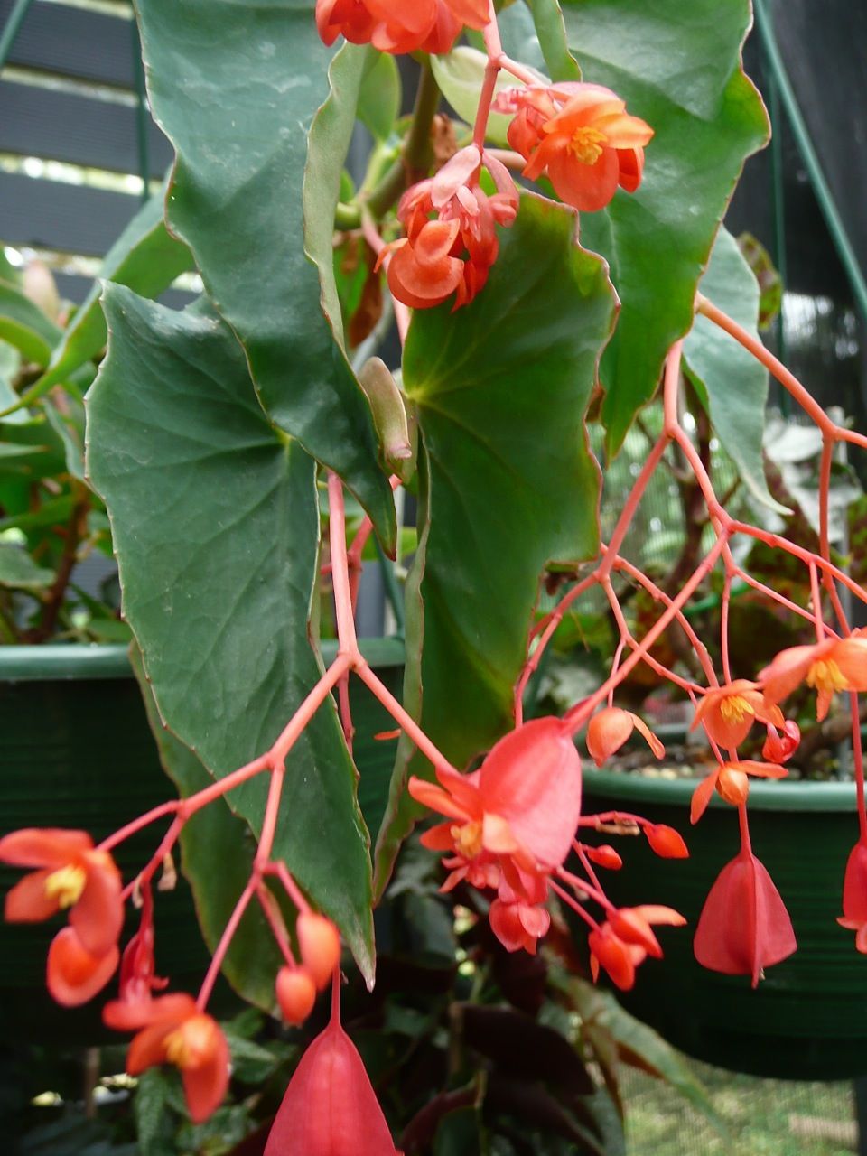 B. corallina
